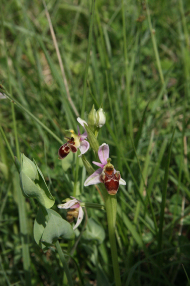 ophrys picta